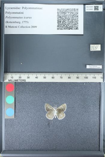 Media type: image;   Entomology 154965